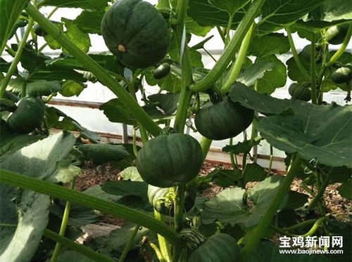寶雞農產品有了 身份證 手機 掃一掃 就能知道 誕生 歷程