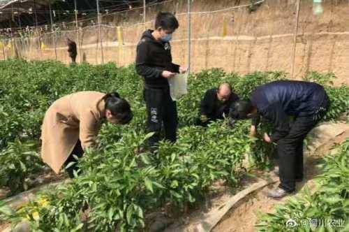 銅川完成國家一季度農產品質量安全監測任務